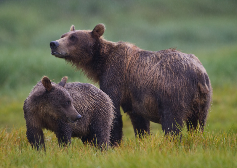 Grizzly Bear Sow And Cub